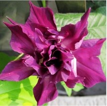 Heirloom Multi-petalled Purple Morning Glory Ipomoea Nil Annual Flower 1... - $10.75