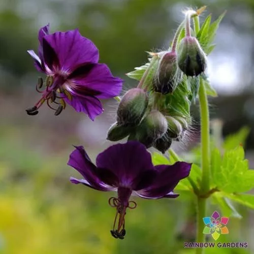 25 Lisa Geranium Seeds Fresh Seeds USA - $9.96