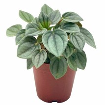 Green Ripple Peperomia Frost, 2 inch, Emerald Ripple Pepper - £5.42 GBP