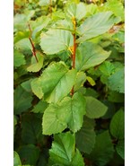 Western Red Birch - $31.07 CAD+