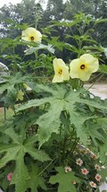 Hibiscus  Sunset Abelmoschus Manihot 8 Seeds - $3.84