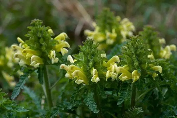 Pedicularis Canadensis Wood Betony Canadian Or Forest Lousewort 50 Seeds... - $20.08
