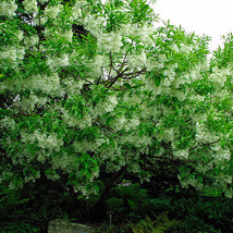 White Fringe Tree Chionanth Virginic Seeds Showy Fragrant Fall Color - £7.10 GBP