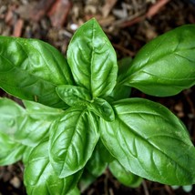 Basil Sweet Seeds Herbs Gardening Usa Seller - £2.57 GBP