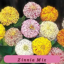 7415 zinnia mix pop thumb200