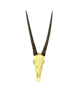 Oryx Skull - Real African Antelope Horns + Real Gemsbok Skull (36&quot; horns) - $325.71