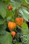 Physalis Alkekengi Chinese Lantern Perennial Seeds Fresh Garden - £7.88 GBP