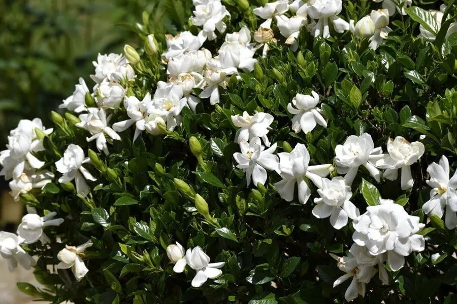 Gardenia Veitchii Extra Large 3 Gallon Plants Gardenia jasminoides - $95.17