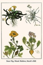 Sour Fig, Musk Mallow, Stork&#39;s Bill by Albertus Seba - Art Print - £17.29 GBP+