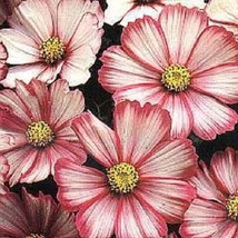 35 Cosmos Bi-Color Peppermint Twist Seeds Flower Drought Tolerant - £14.35 GBP