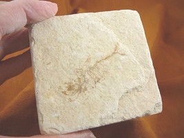(F-590) fossil Ray finned bony Fish vertebrates specimen Green River Wyo... - $17.75