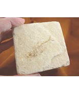 (F-590) fossil Ray finned bony Fish vertebrates specimen Green River Wyo... - $24.35 CAD