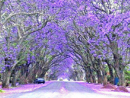 40 Purple Jacaranda Mimosifolia Seeds: Fastest Growing Flowering Tree,  - £6.16 GBP