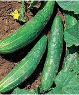 KBS 25 Seeds Orient Express Ii Cucumber ing Edible Food Home Garden  - $11.12
