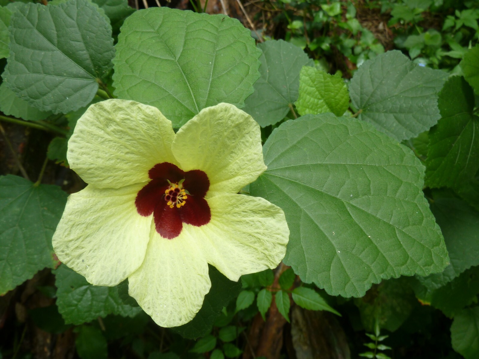 Hibiscus Calyphyllus Yellow Hibiscus 5 seeds Fresh Gardening - $17.96