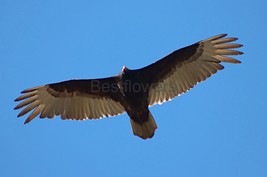 A Turkey Vulture - 8x10 Unframed Photograph - $323.54 MXN