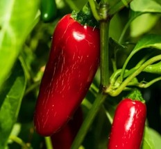 LWSTORE 30 Red Jumbo Jalapeño Pepper Seeds Capsicum Annuum Huge Pod Stuffer Pepp - $8.78