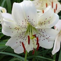 Lilies Tiger Lily White Twinkle Lilium 3 Bulbs Size 14/16 Cm Garden Fresh USA Sh - $30.00