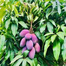 Live Plant Tropical Fruit Tree 12”-24” Mango palmer (Mangifera)  - £30.32 GBP