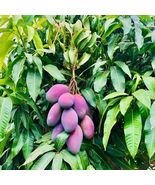 Live Plant Tropical Fruit Tree 12”-24” Mango palmer (Mangifera)  - £30.21 GBP