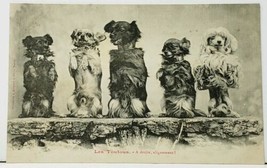 Cute Dogs Puppies Sitting Upright with Collars c1905 Postcard I18 - $14.95