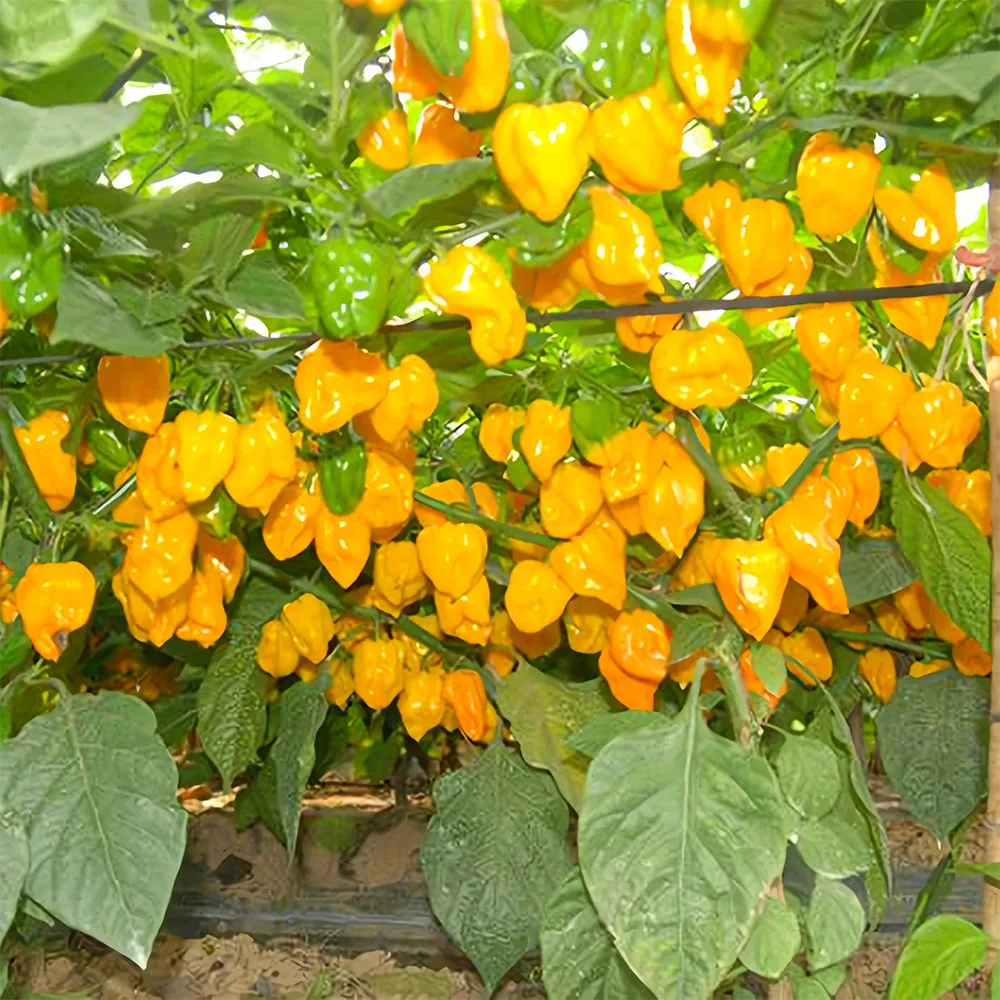From US 50 pcs Seeds Yellow Devil Pepper &amp; Chilli Seeds High Germination  - £9.40 GBP