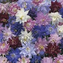 25 Aquilegia Columbine Barlow Seeds Mix Flower Perennial - £14.23 GBP