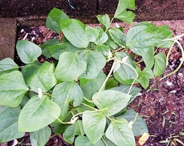 25 Seeds Dwarf Horticulture B EAN Taylor Long French Phaseolus Vulgaris Vegetable - £13.57 GBP