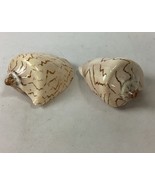 Set Of 2 Cymbiola Aulica Nobilis Seashells - Polished - $69.34 CAD