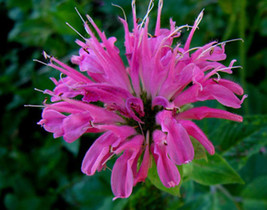 Free Shipping Monarda Media Purple Bergamot 200 Seeds - £11.18 GBP