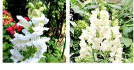 300 Seeds Snapdragon SNOWFLAKE Blooms Spring-Fall White up to 36&quot; - £21.22 GBP