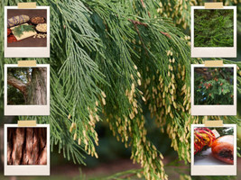 50 Seeds Cali Incense Cedar Trees (Libocedrus Decurrens) | Uses: Smudge Sticks U - £8.00 GBP
