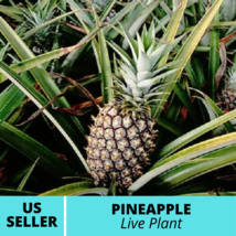 1Pcs Pineapple Plant Kona Sugarloaf edible fruit Ananas comosus Live Plant - £27.93 GBP