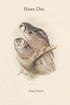 Surnia Funera - Hawk Owl - £15.70 GBP