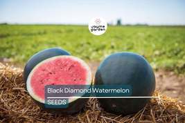 Black Diamond Watermelon Seeds | Heirloom Non-GMO | 30-75 lb Fruit | Swe... - $4.99+