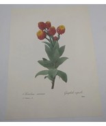 P J Redoute Beautiful Flowers Tica Botanical Art Print Book Plate 8 - $11.86