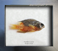 Real Fish Redbelly Yellowtail Fusilier Caesio Taxidermy Collectible Shad... - $59.99