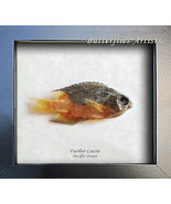 Real Fish Redbelly Yellowtail Fusilier Caesio Taxidermy Collectible Shad... - $1,139.78 MXN