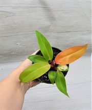 3&quot; Pot Philodendron Red Sun ,Philodendron McColley&#39;s Finale - £21.09 GBP