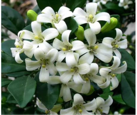 Heirloom 100% True Orange Jasmine Shrub with Fragrant White Flower Seeds