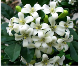 Heirloom 100% True Orange Jasmine Shrub with Fragrant White Flower Seeds - £9.19 GBP