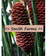 25 Seeds Brown Beehive Ginger Flower Botanical Name: Zingiber From US  - $10.25