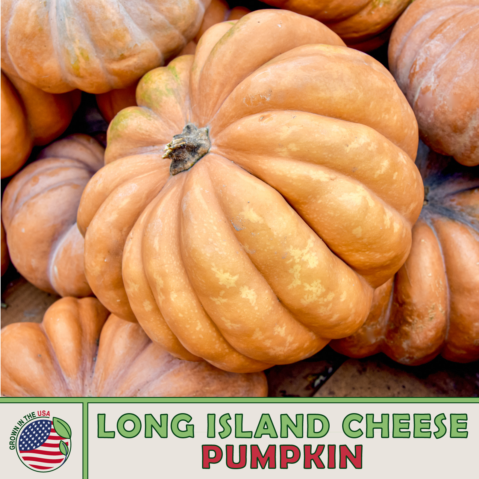 10 Long Island Cheese Pumpkin Squash Seeds Fresh Seeds - $4.80