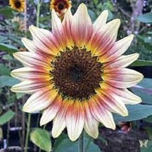VP Gypsy Charmer Sunflower Flowers Flower Perennial Sun Bloom 25 Seeds - £6.02 GBP