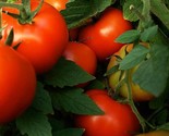 KKG Abe Lincoln Tomato Seeds Large Round Tomato Fresh Garden - $7.89