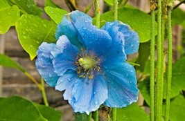 Blue Poppy Himalayan Blue Meconopsis Perennial Flowering Home Garden Us 500Seeds - $9.36