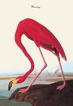 Flamingo by John James Audubon - Art Print - £17.23 GBP+