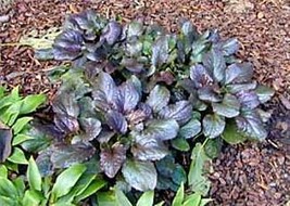 Carpet Bugleweed - 50 Seeds - Ajuga repens - £19.97 GBP