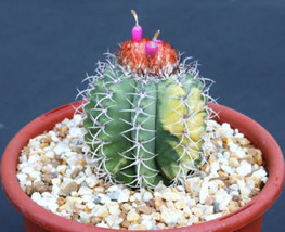 Melocactus matanzanus variegated exotic color cacti seed cactus 50 SEEDS - £8.05 GBP
