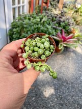 String of Pearls Frost Variegated Succulent 2&quot; Pot Live Plant - $9.90